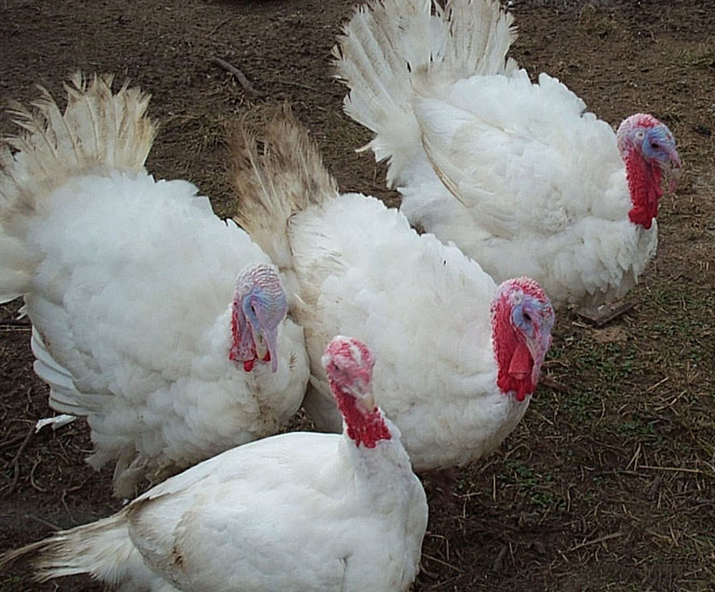 https://oaksofmamrefarm.com/images/turkey%20group%201%20conf.jpg?crc=378711395